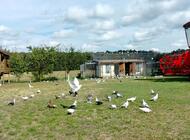 Grajewo ogłoszenia: Sprzedam gołębie widoczne na zdjęciach. Możliwość sprzedaży... - zdjęcie