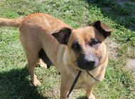 Grajewo ogłoszenia: Oddam pieski w dobre ręce suczki mamusia na ostatnim zdjęciu,... - zdjęcie