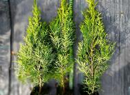 Grajewo ogłoszenia: Sprzedam tuje i krzewy ozdobne w doniczkach, różne gatunki.... - zdjęcie