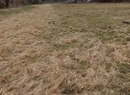 Grajewo ogłoszenia: Wydzierżawię ponad 3 ha łąki znajdującej się w Grajewie... - zdjęcie