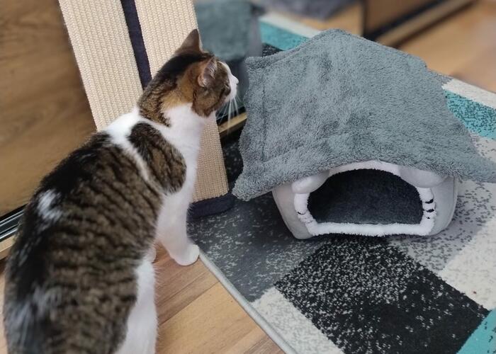 Grajewo ogłoszenia: Sprzedaje zestaw dwóch rzeczy dla kota. Drapak do zawieszenia oraz...