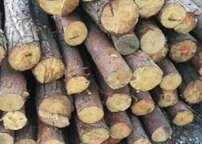 Grajewo ogłoszenia: Sprzedam stemple drewniane po budowie . Około 120 sztuk.