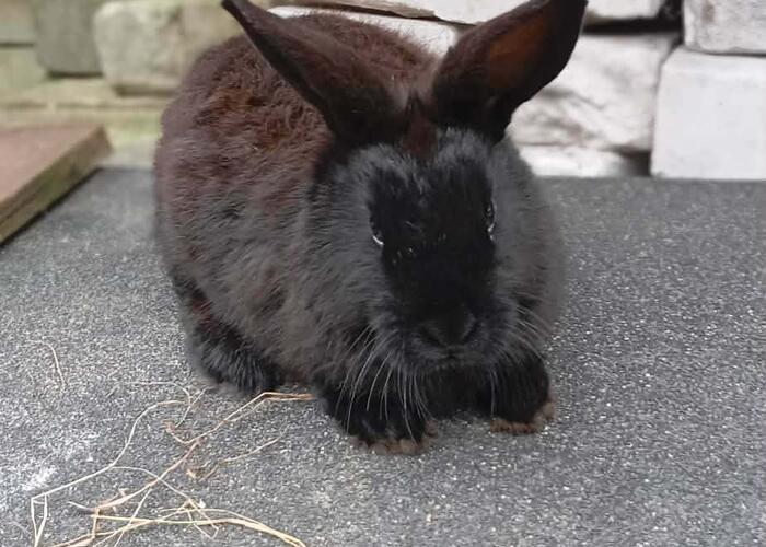 Grajewo ogłoszenia: Sprzedam króliki 2 samice rasy mieszanej barana fraciskiego i...